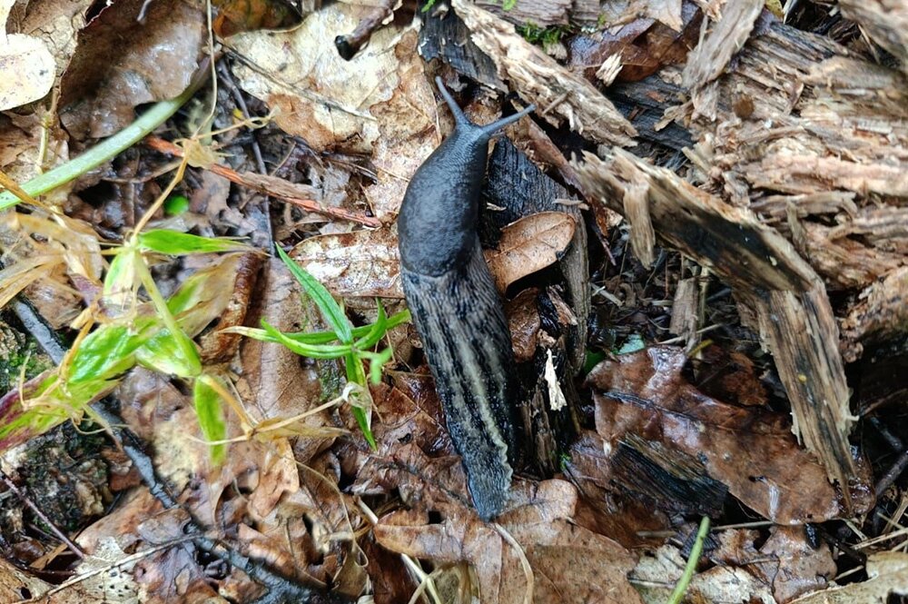    Главные причины появления слизней — высокая влажность на участке и умеренная температура. Фото: личный архив Ирины Алексеевой