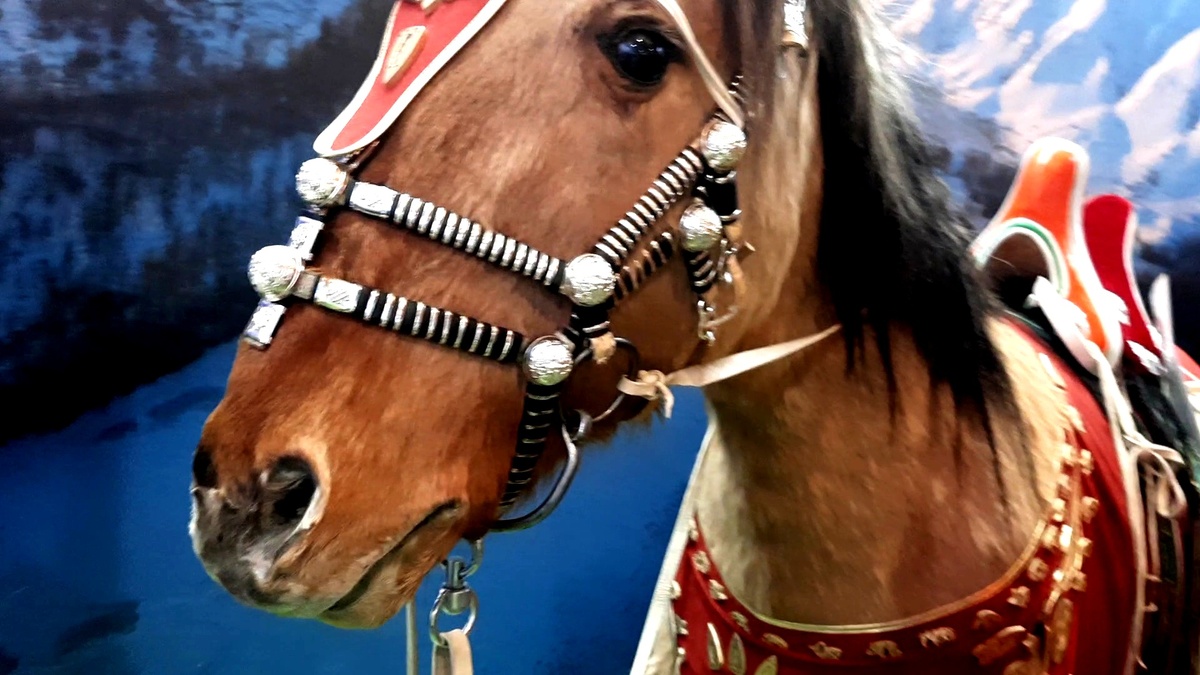 Открыть видео из павильона https://vk.com/wall-167224553_3581