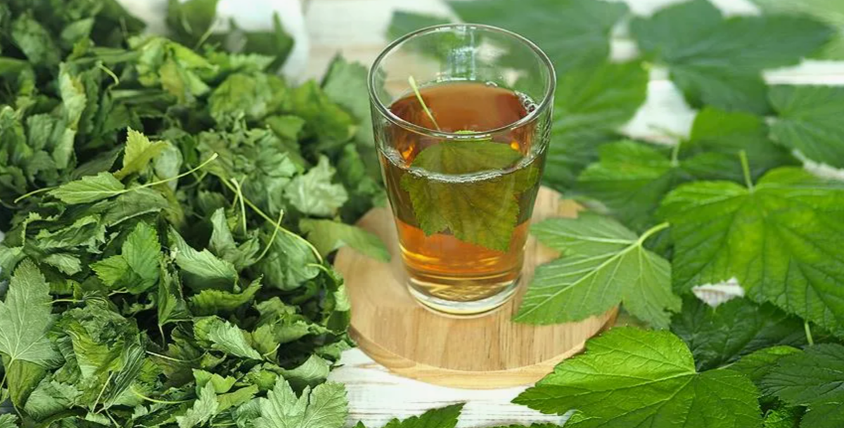 Листья смородины содержат массу витаминов, антиоксидантов и фитонцидов, которые могут быть полезны для здоровья.