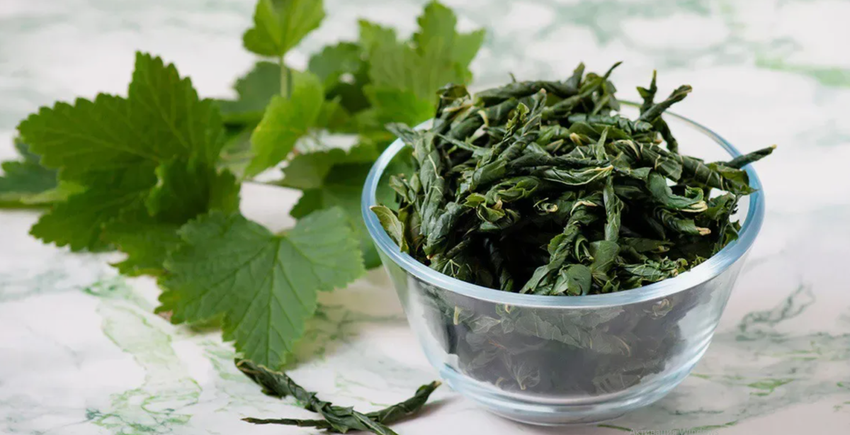 Как ферментировать листья смородины