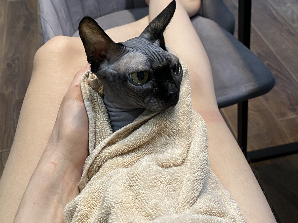 Котя сохнет после банных процедур