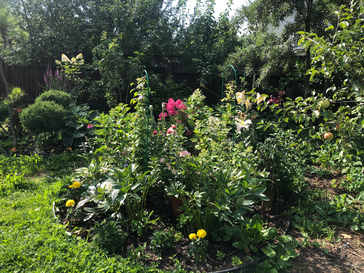 Клумбы на месте зарослей из терна спустя 3 года после переделки, июль 2025