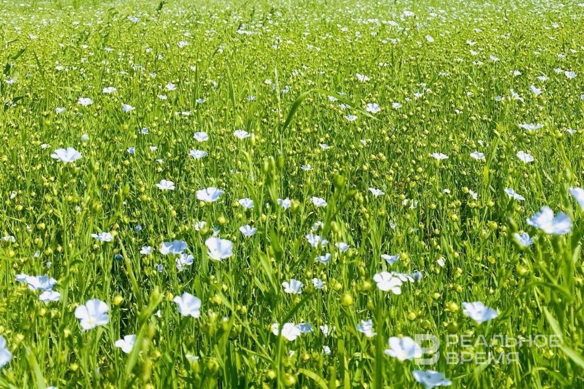   Реальное время / realnoevremya.ru