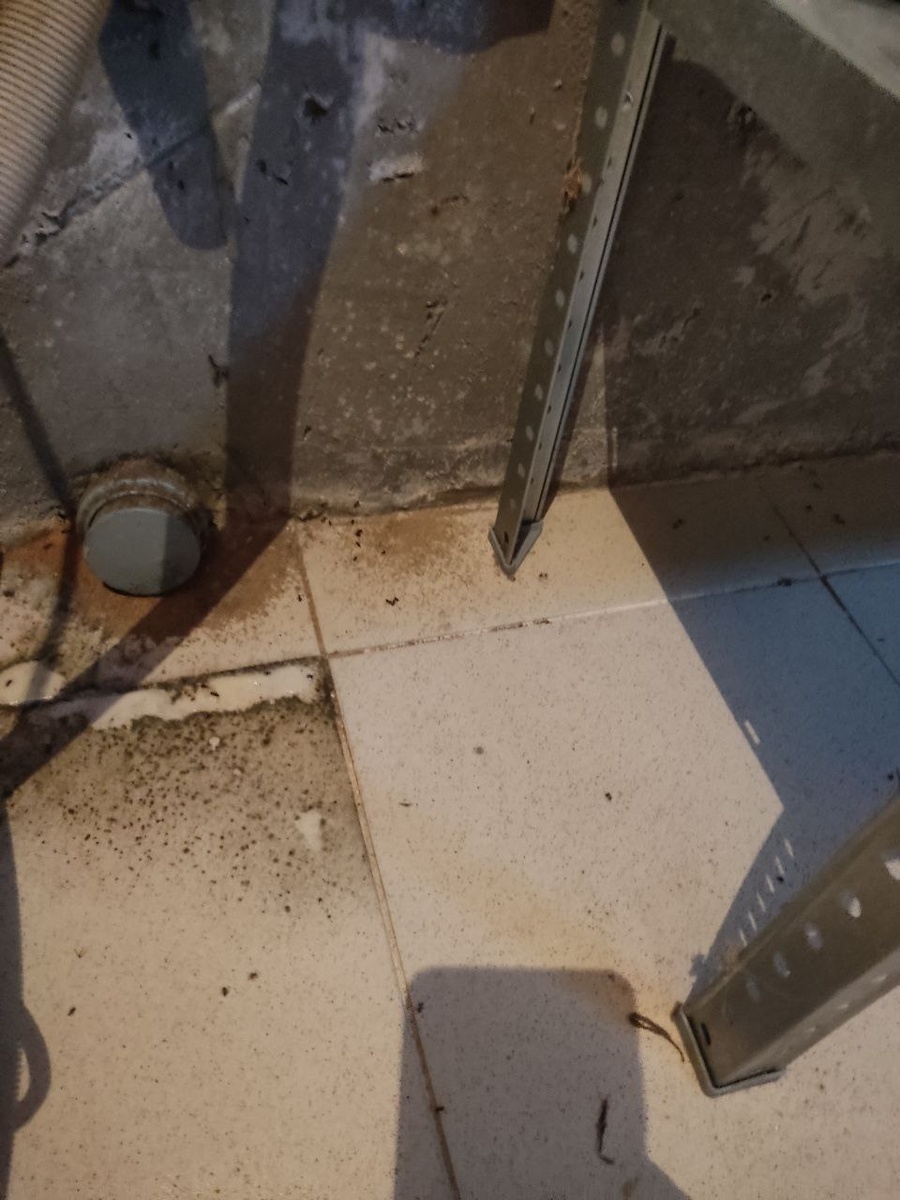 Место откуда ползут муравьи