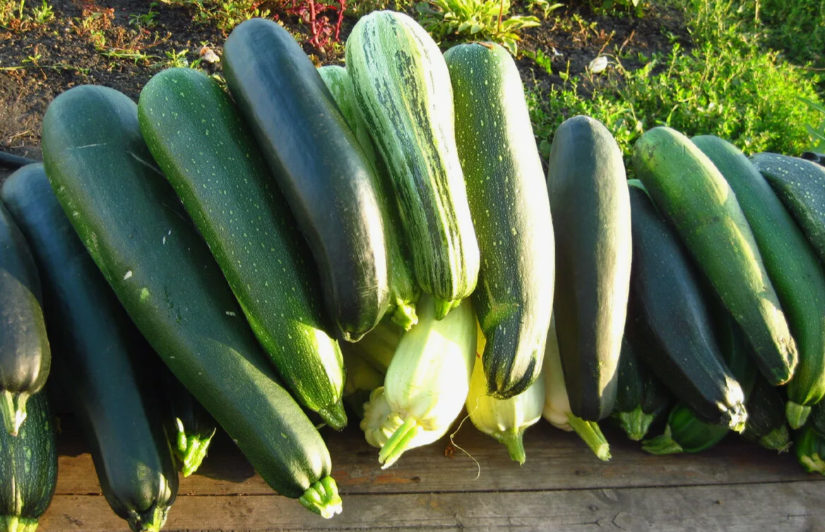 Кабачки — одна из самых популярных культур на дачных участках