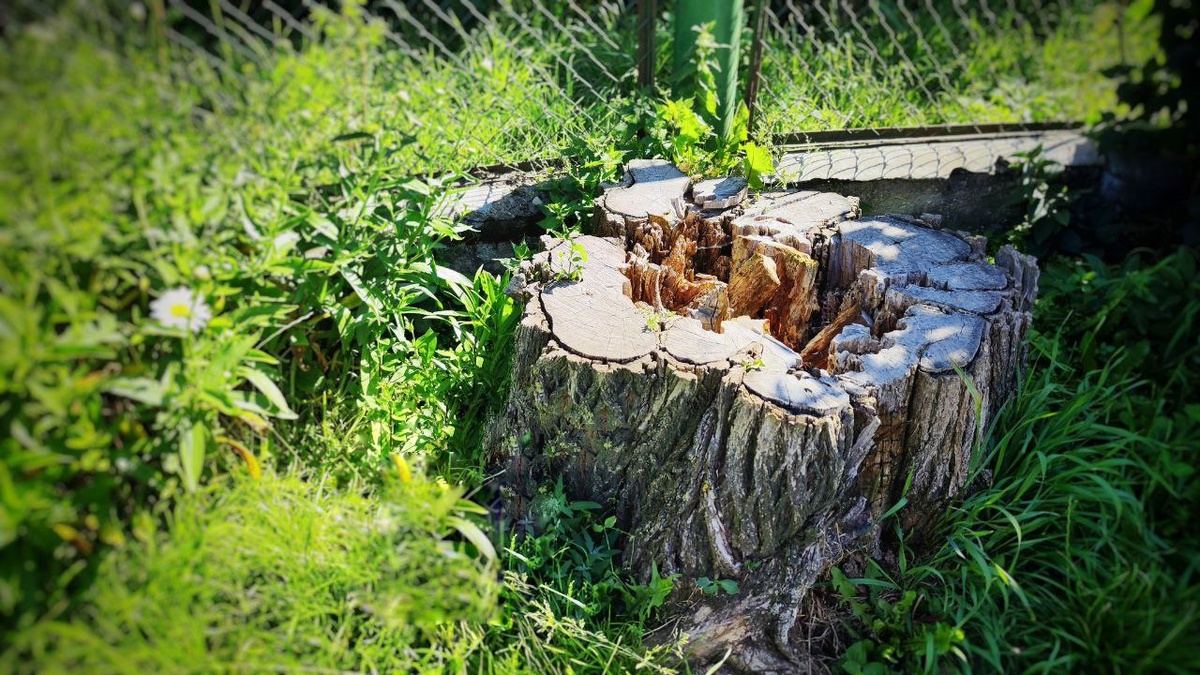 Метровый пень от акации 