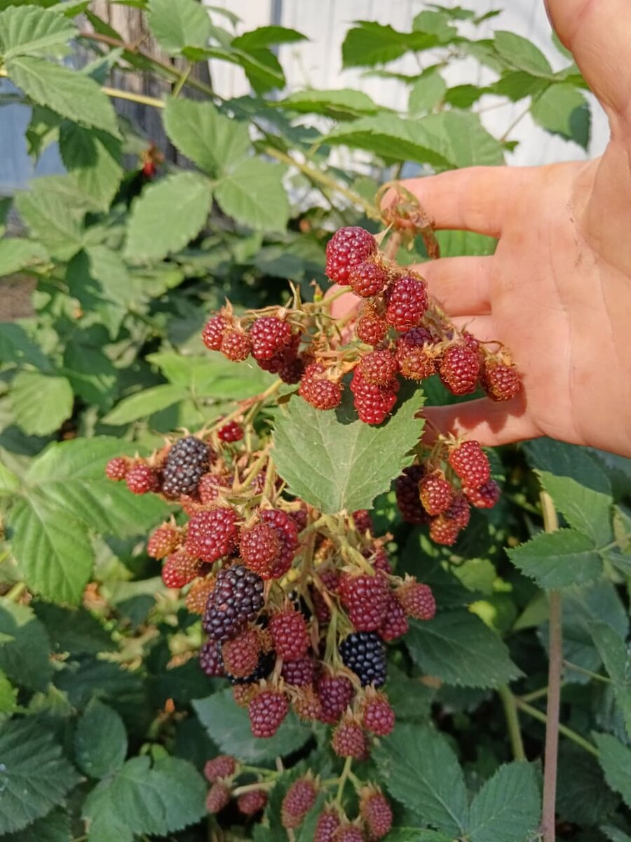 В конце июля начинает созревать. Фото автора.