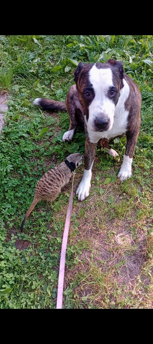 Ральф и Аделя.