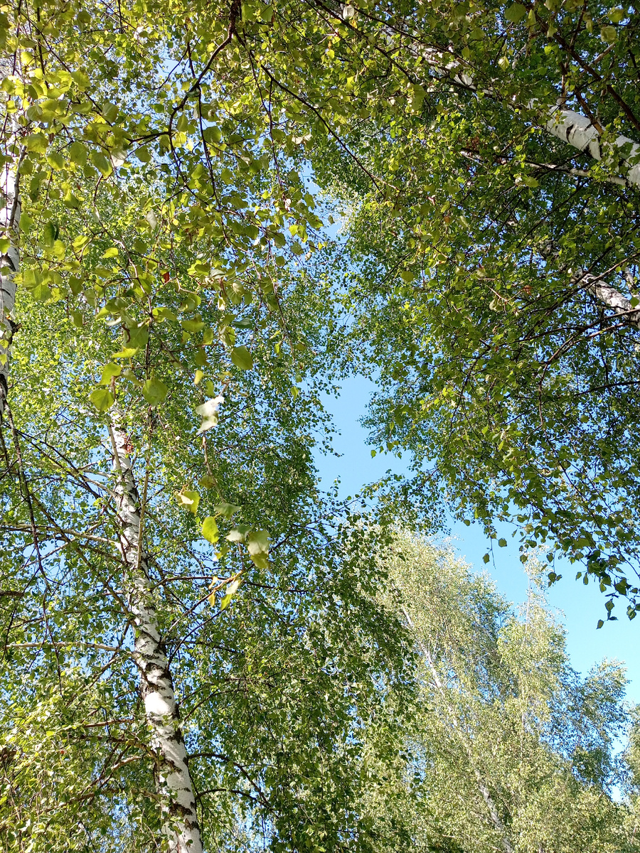 Берёзы...качаюсь в гамаке и любуюсь березами и небом.