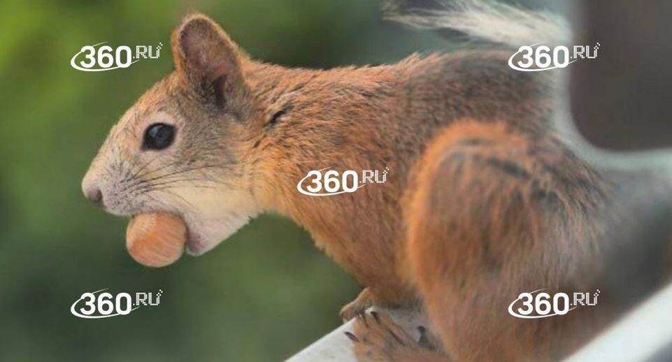    360.ru