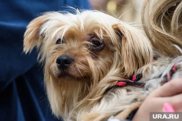 Хозяйка считает, что ветеринар ошиблась с дозировкой. Фото: Илья Московец © URA.RU