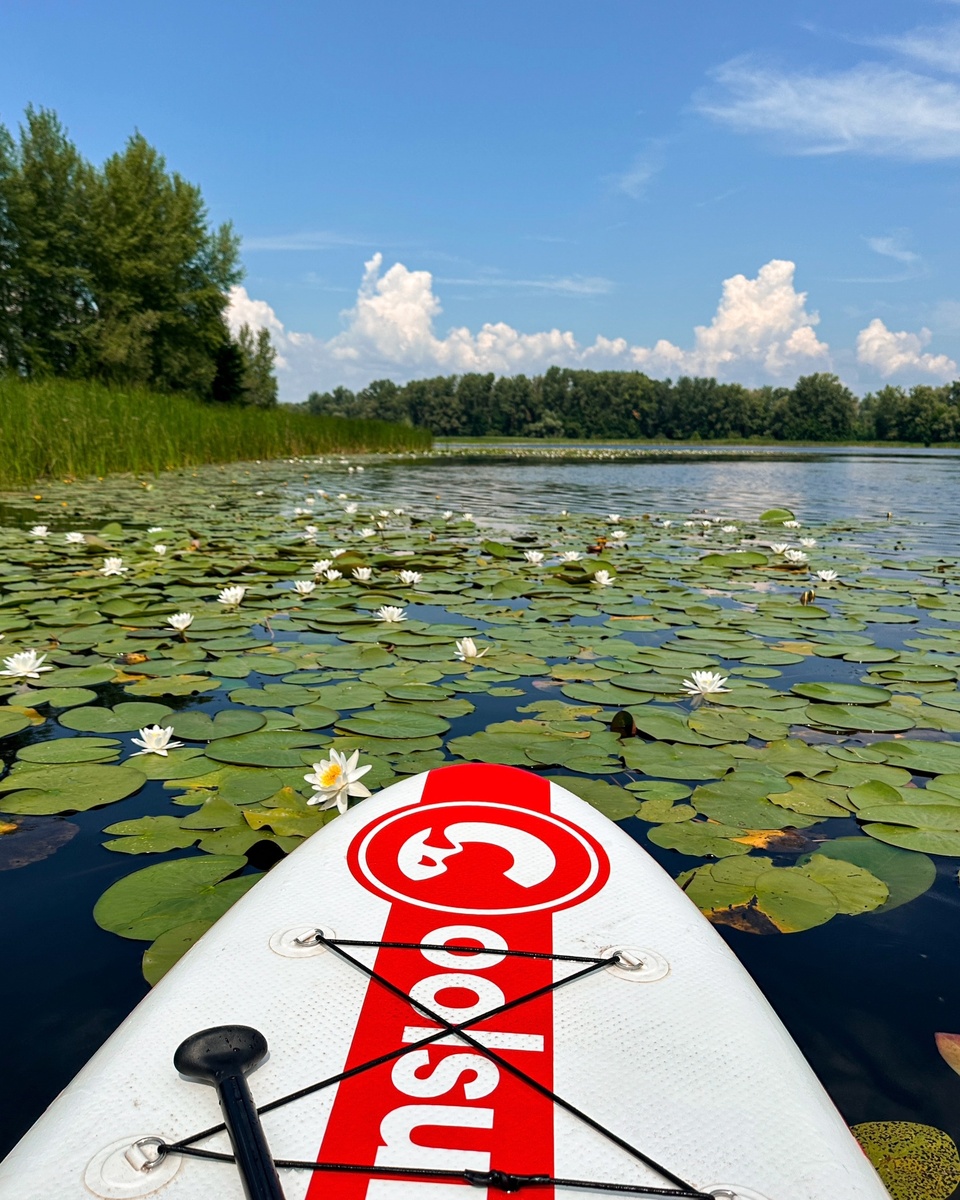 Бесконечно красивые лилии