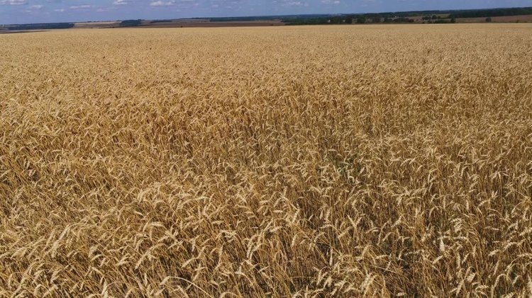    Фото: Лукьянов Дмитрий, AgroXXI.ru