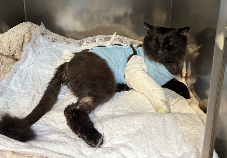     Фото: предоставлено Дианой К.