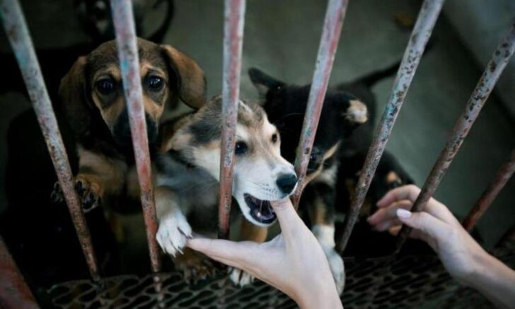    Фото: Федор Обмайкин / Югополис