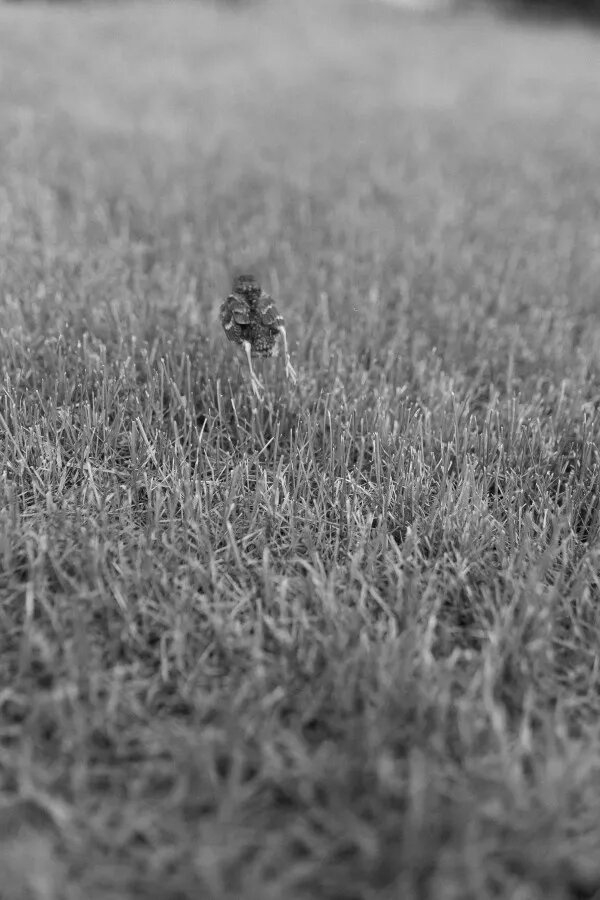 Работа Натальи Спиридоновой "Беглец" - представлена на Potohuman