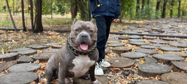 В Волгограде брошенный пес со сложной судьбой, но добрым сердцем ищет новую семью