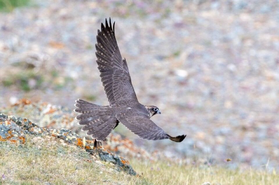    Подросшие соколы-балобаны. Источник: Сергей Кошкин / t.me/sailugem
