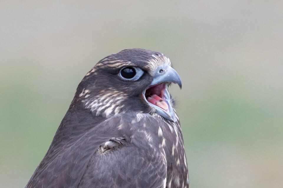    Подросшие соколы-балобаны. Источник: Сергей Кошкин / t.me/sailugem