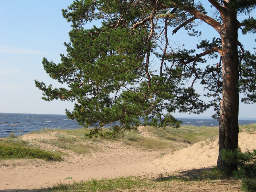 Экотропа расположена в очень живописном месте. Фото с сайта ГКУ «Дирекции особо охраняемых природных территорий Санкт-Петербурга» https://oopt.spb.ru/ 