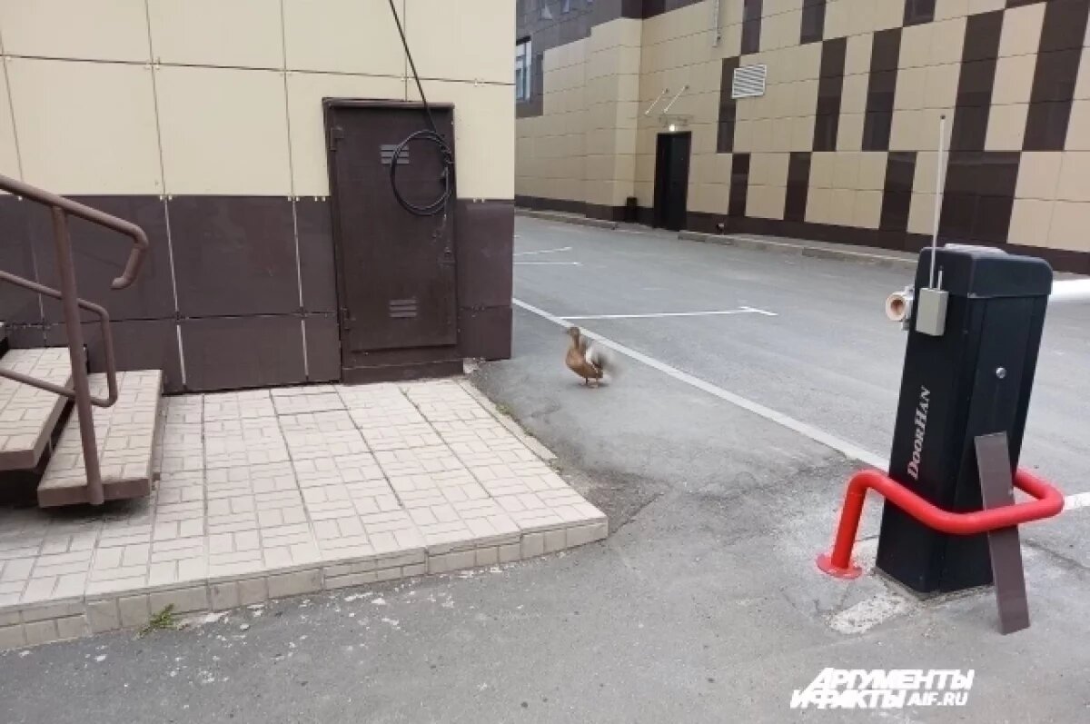    Утка оказалась в центре Перми.