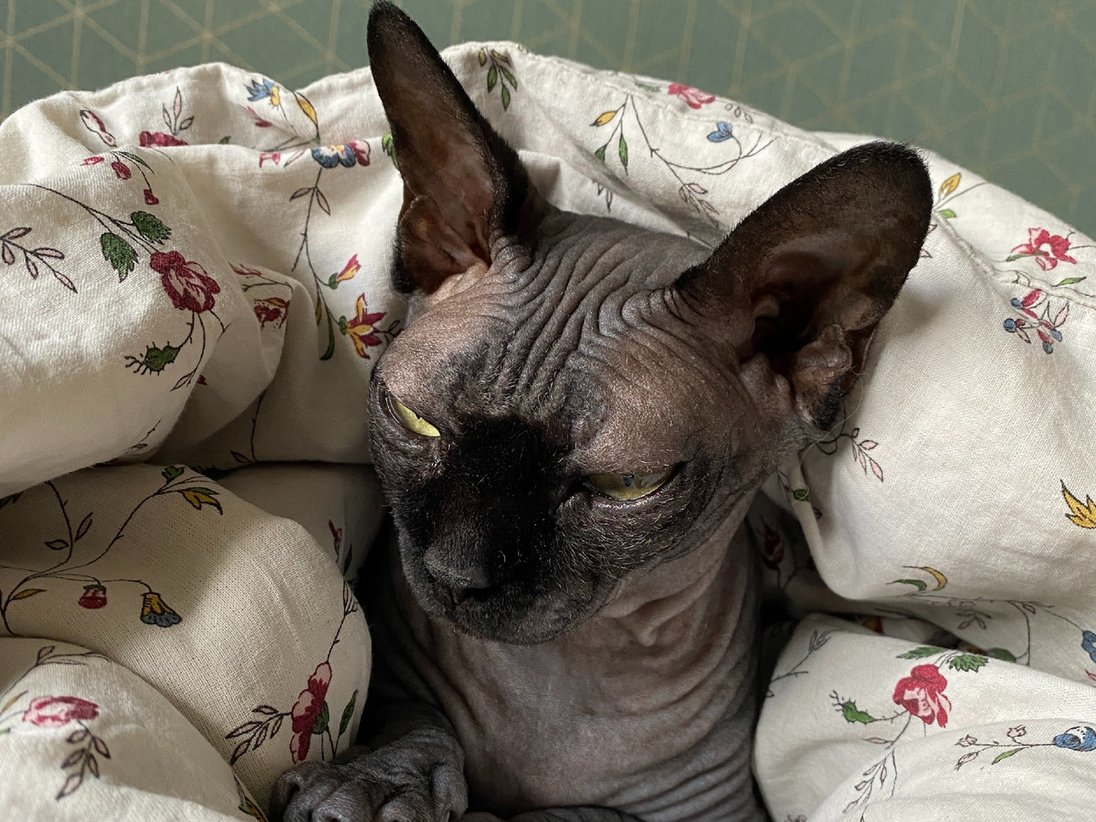 Котя под одеялом