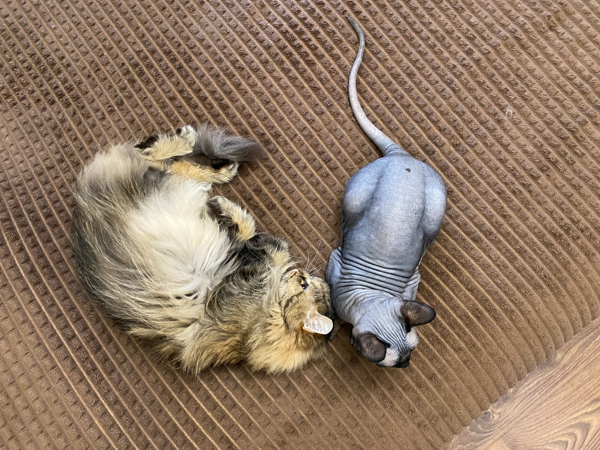 Ненавязчиво подсаживается рядом и заставляет уйти пушистика!