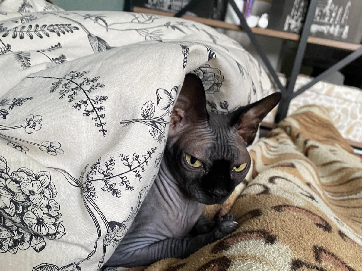 Котя под одеялом