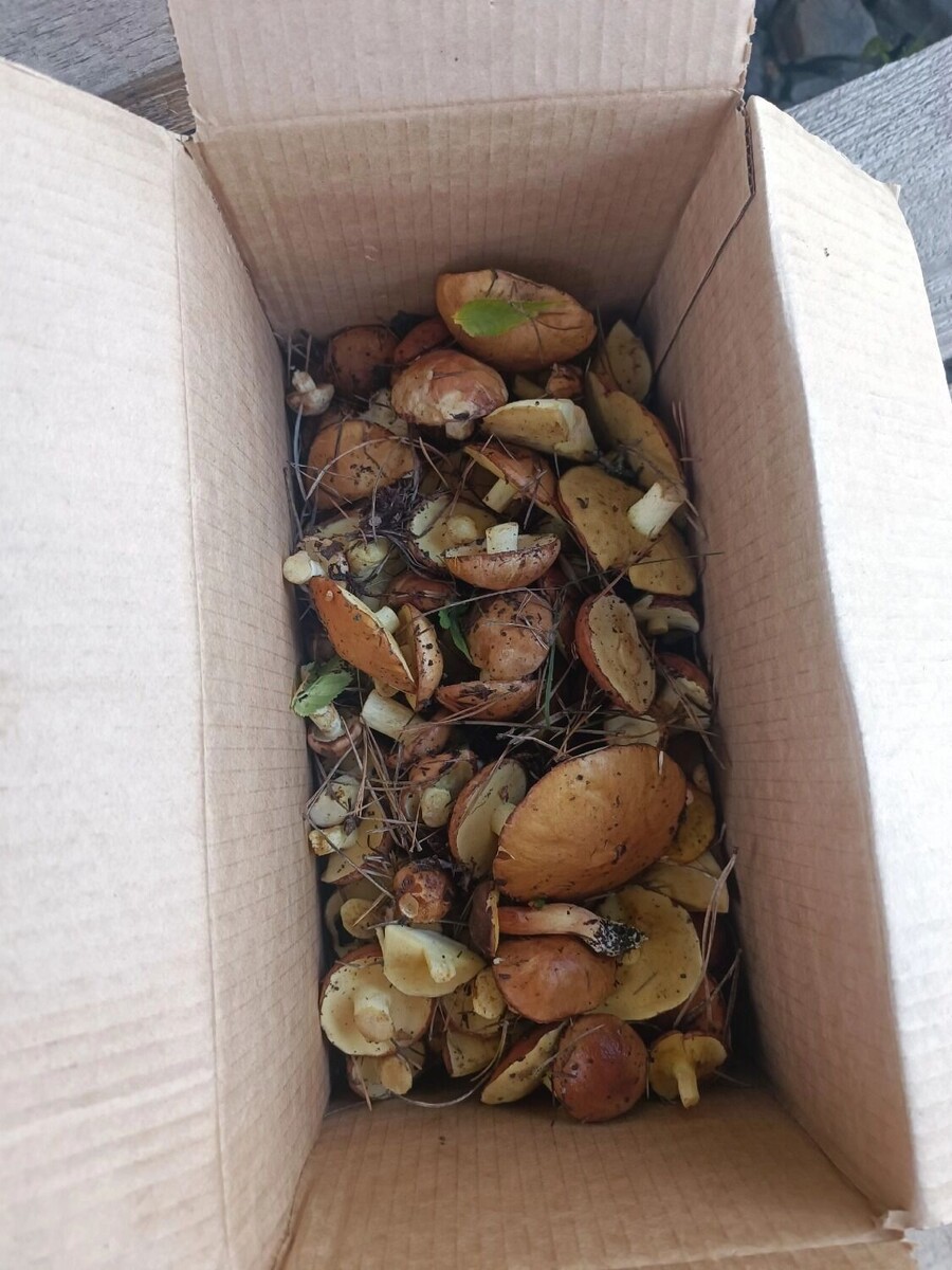     Автор: Виталий Степаненко Источник: «Грибники Белгородчины» в ВК (vk.com/club120911507)