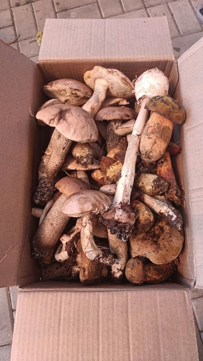     Автор: Виталий Степаненко Источник: «Грибники Белгородчины» в ВК (vk.com/club120911507)