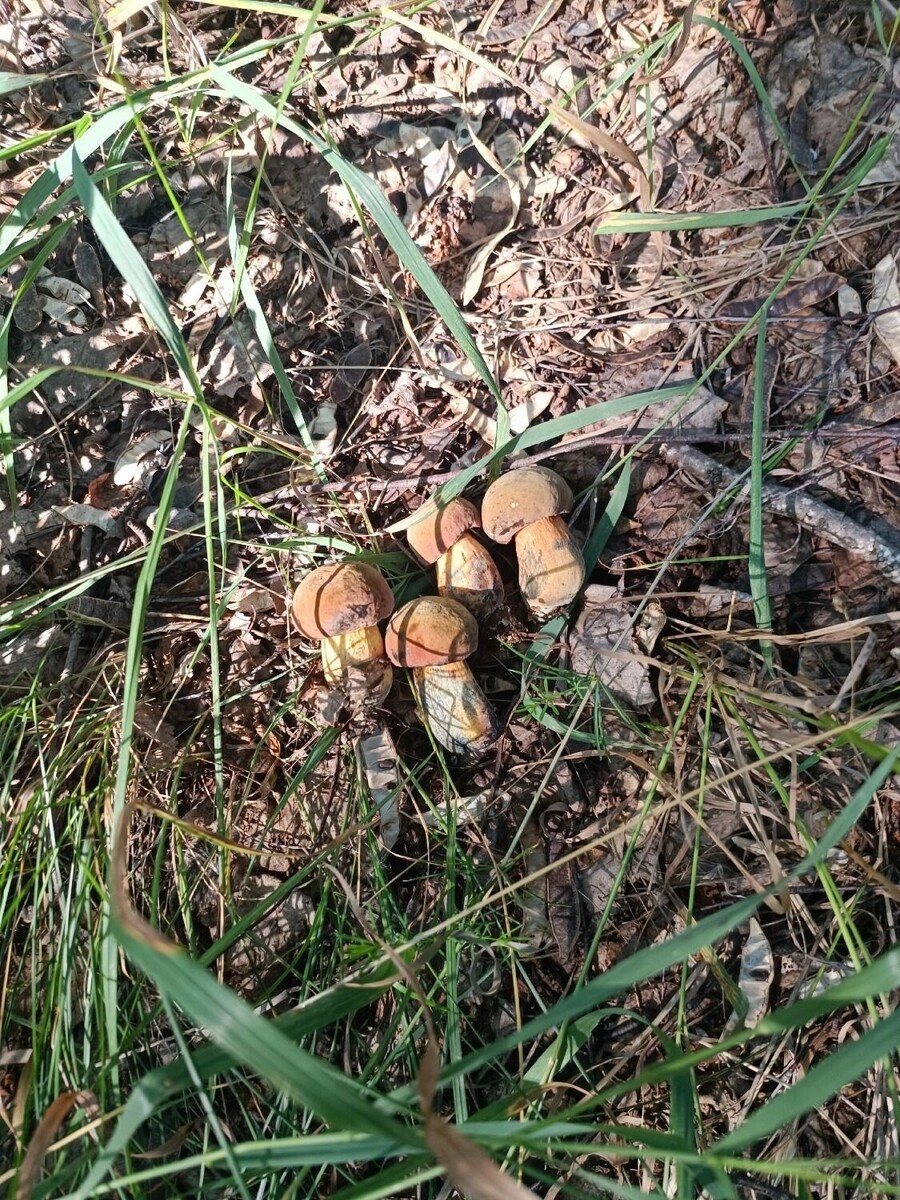     Автор: Виталий Степаненко Источник: «Грибники Белгородчины» в ВК (vk.com/club120911507)