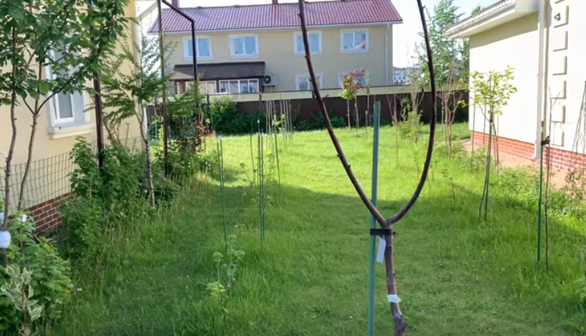 Вот так выглядят "морозостойкие" импортные сорта после обычной зимы