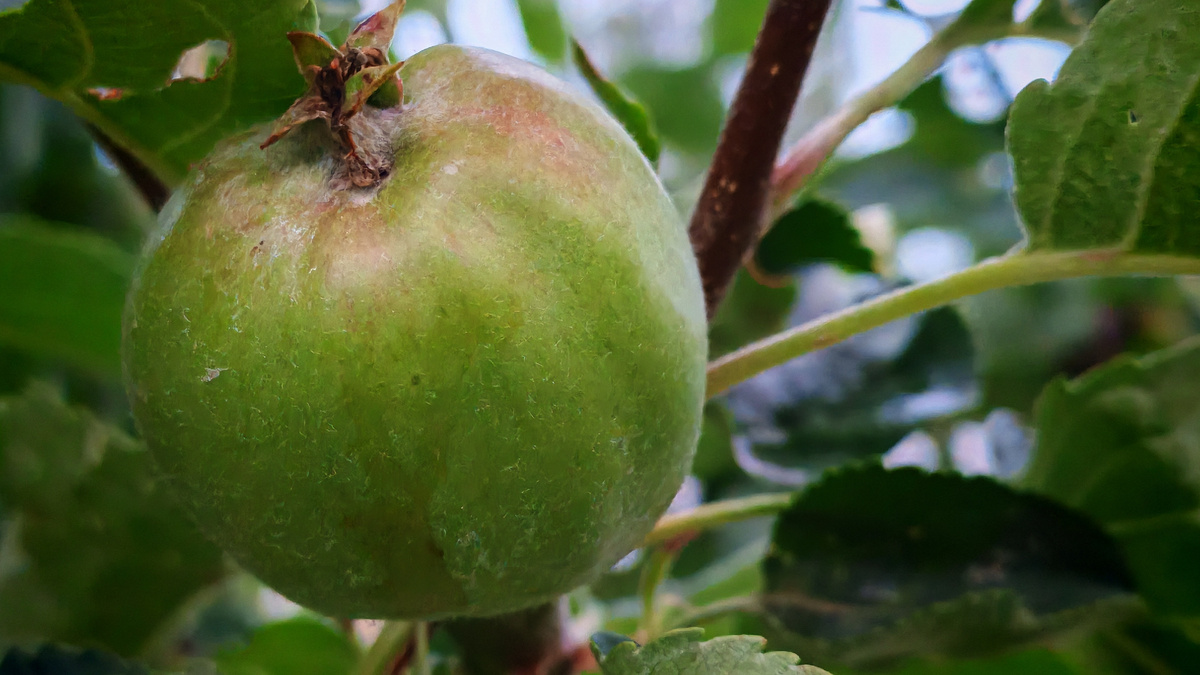 Импортные сорта требуют ежегодных обработок медьсодержащими препаратами. 