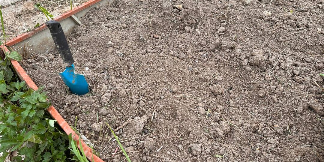 Что обязательно нужно сделать в огороде до 15 августа — проверенный список важных дел