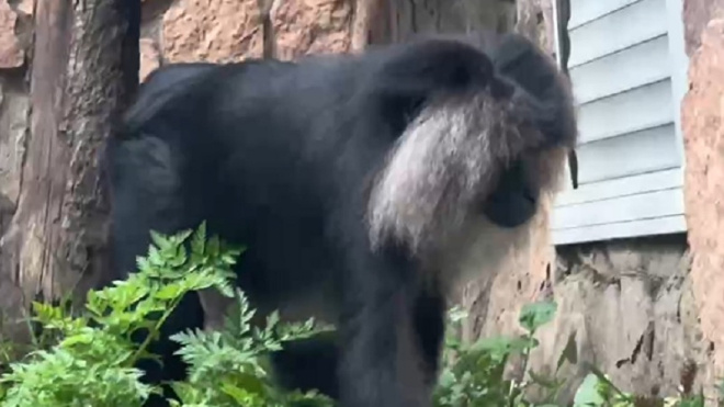 Фото: Ленинградский зоопарк