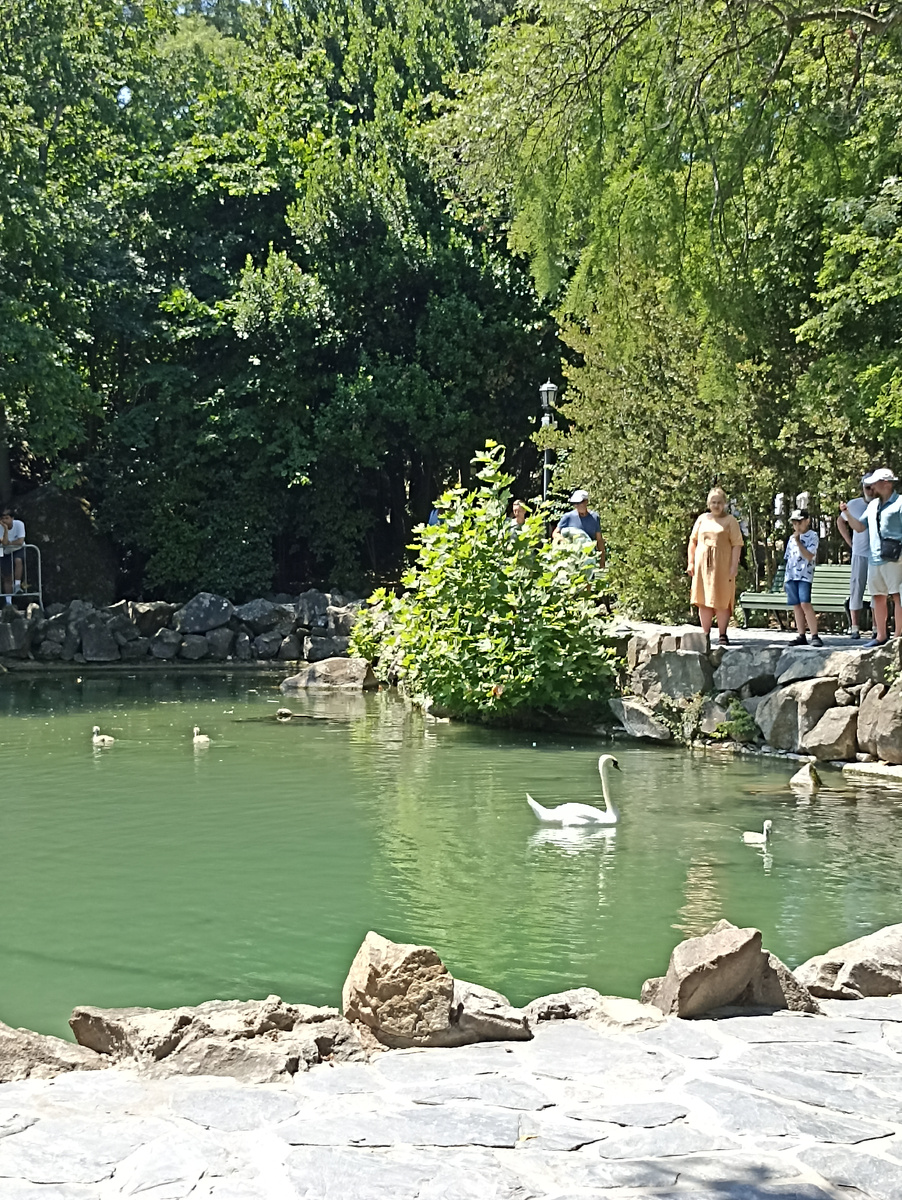 любоваплись лебедями с потомством