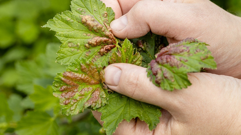 ShutterStock/Fotodom.ru