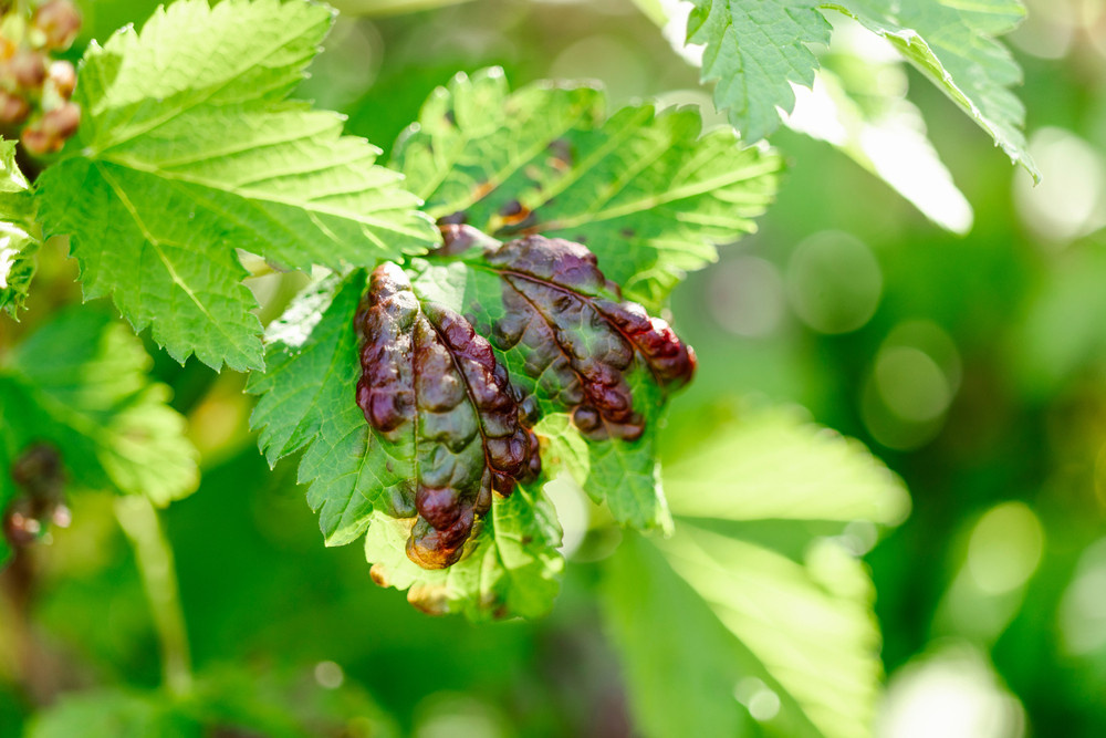     ShutterStock/Fotodom.ru