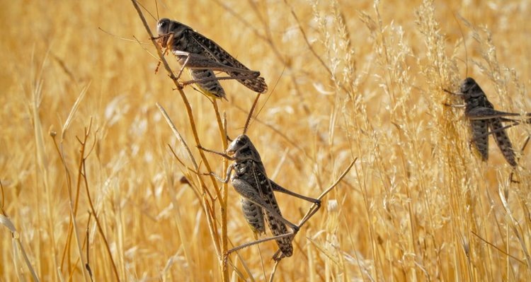    Фото: Минсельхоз Республики Дагестан