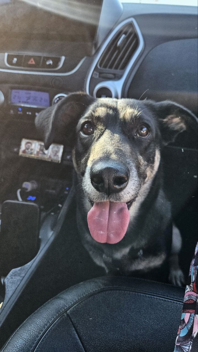 Йоки (фотография автора)