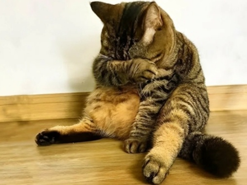 Обижаются ли кошки? Как понять, что кошка обиделась