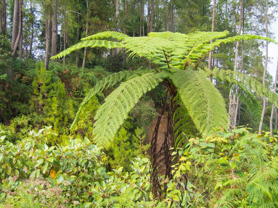 Современный древовидный папоротник