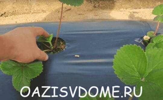 На фото правильно посаженный саженец клубники