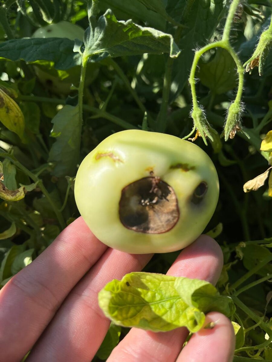 Классический пример: вершинная гниль томата как результат недостатка кальция в тканях.