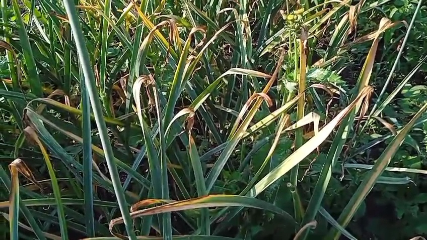 Пора убирать чеснок