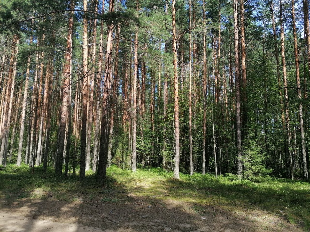 Лес, где "живет" черника 🤗