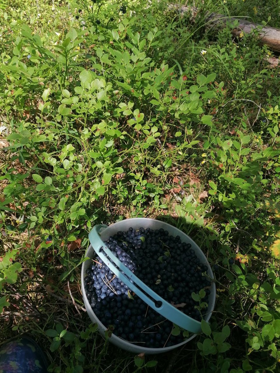 Сбор ягод в процессе