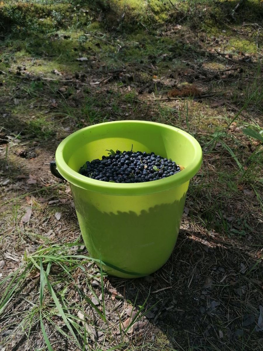 Руки черные, язык фиолетовый, но 9 литров набралось