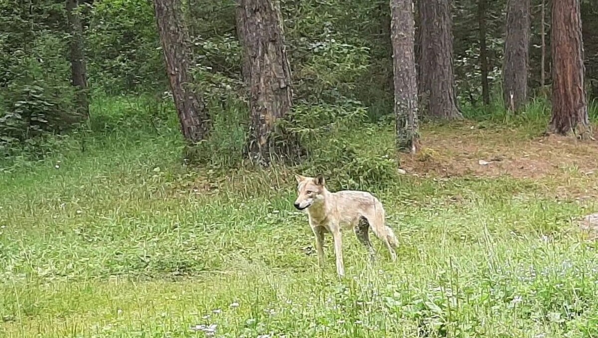     Источник: администрация Катав-Ивановского района