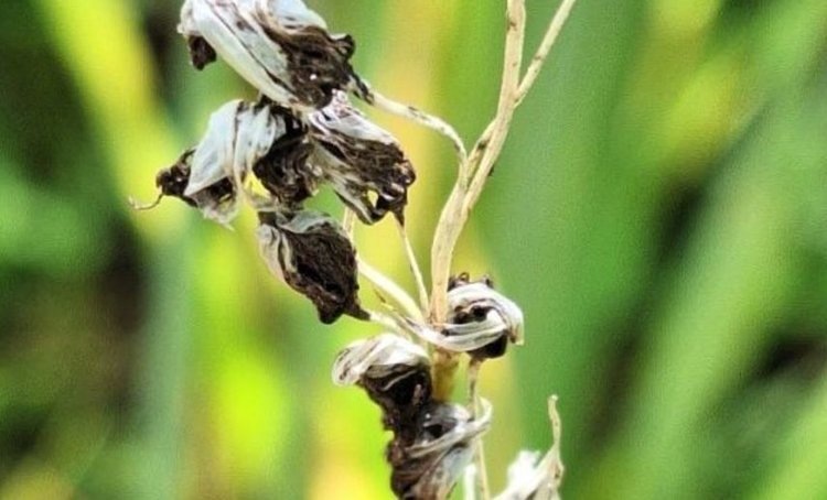    Фото: Филиал Россельхозцентра по Свердловской области